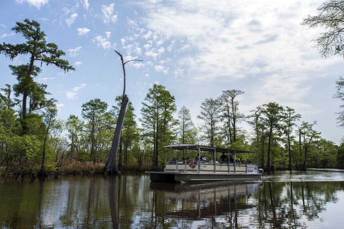 A covered pontoon tour boat on the Neches River, passing tall bald cypress trees
