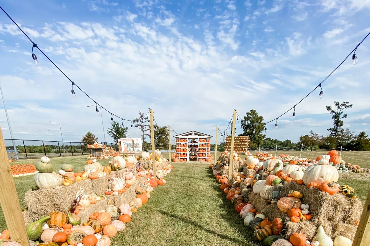 Rows of pumpkins and gourds stacked on hay bales under string lights at the Orangetober pumpkin village in Orange