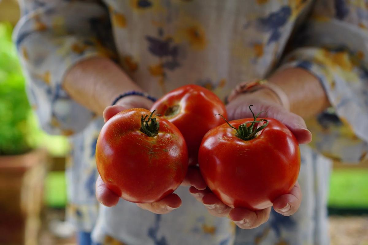 Two hands hold out three ripe red tomatoes
